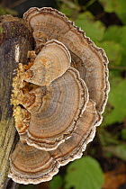 Turkey tail fungus / Many zoned polypore (Trametes versicolor) clump growing on a rotting log in deciduous woodland, GWT Lower Woods, Gloucestershire, UK, October.
