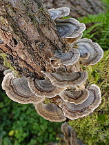 Turkey tail fungus / Many zoned polypore (Trametes versicolor) clump growing on a fallen Willow tree (Salix sp.) in deciduous woodland, GWT Lower Woods, Gloucestershire, UK, October.
