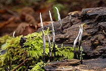 Candle-snuff fungus / Stag&#39;s horn fungus (Xylaria hypoxylon) emerging from a rotting log, Castle Combe, Wiltshire, UK, November.