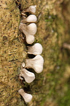 Fenugreek stalkball (Phleogena faginea) fruiting bodies of this rarely recorded fungus emerging from fissures in tree bark in dense deciduous woodland, Gloucestershire, UK, October.
