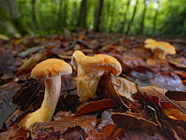 Wood hedgehog (Hydnum repandum) edible mushrooms among leaf litter in dense beech woodland, Buckholt Wood NNR, Gloucestershire, UK, October.