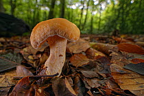 Wood hedgehog (Hydnum repandum), an edible mushroom among leaf litter in dense beech woodland, Buckholt Wood NNR, Gloucestershire, UK, October.