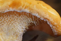 Wood hedgehog (Hydnum repandum) an edible mushroom with distinctive spore bearing spines, not gills, under the cap, Buckholt Wood NNR, Gloucestershire, UK, October.