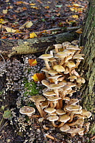 Honey fungus (Armillaria mellea) and Fairies&#39; bonnets / Fairy inkcap fungi (Coprinellus disseminatus) clumps in deciduous woodland, Gloucestershire, UK, October.
