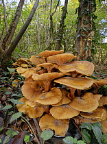Honey fungus (Armillaria mellea) clump in deciduous woodland, Buckholt Wood NNR, Gloucestershire, UK, October.