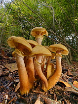 Honey fungus (Armillaria mellea) clump in deciduous woodland, Buckholt Wood NNR, Gloucestershire, UK, October.