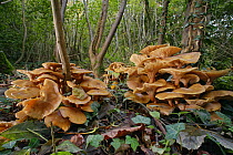 Honey fungus (Armillaria mellea) clumps in deciduous woodland, Buckholt Wood NNR, Gloucestershire, UK, October.