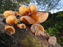 Jelly ear / Jew&#39;s ear fungus (Auricularia auricula-judae) clump growing from rotting log in deciduous woodland, Wiltshire, UK, November.
