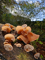 Jelly ear / Jew&#39;s ear fungus (Auricularia auricula-judae) clump growing from rotting log by a woodland path near a house, Wiltshire, UK, November.