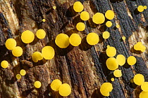 Yellow fairy cups / Lemon disco fungus (Bisporella citrina) fruiting cups emerging from a rotting log, GWT Lower Woods reserve, Gloucestershire, UK, October.