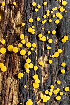 Yellow fairy cups / Lemon disco fungus (Bisporella citrina) fruiting cups emerging from a rotting log, GWT Lower Woods reserve, Gloucestershire, UK, October.