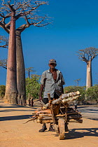 Man wheeling barrow with wood with Grandidier&#39;s baobab (Adansonia grandidieri) trees, Baobab Alley, Near Morondava, Southwestern Madagascar. October 2018.