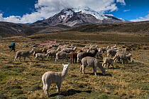Chimborazo Volcano, and Alpacas (Vicugna pacos), Andes, Ecuador. August 2016. This is the highest mountain in Ecuador, and the farthest point from the centre of the earth.