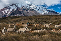 Chimborazo Volcano, and Alpacas (Vicugna pacos), Andes, Ecuador. August 2016. This is the highest mountain in Ecuador, and the farthest point from the centre of the earth.