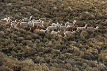 Alpacas (Vicugna pacos) on Chimborazo Volcano, Andes, Ecuador. August 2016.