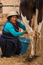 Indigenous woman milking cow, Calpi animal market, Parish of Riobamba, Chimborazo Province, Andes, Ecuador. July 2016.