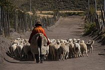 Local man herding sheep, Pulingue San Pablo community, Chimborazo Volcano, highest in Ecuador, Chimborazo Province, Andes, Ecuador. July 2016.