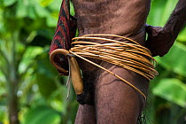 Dani tribe man with penis gourd / koteka tied to cane belt, Budaya village, Suroba, Trikora Mountains, West Papua, Indonesia. March 2018.