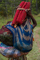 Dani tribe woman carrying Pandanus palm fruit. Budaya village, Suroba, Trikora Mountains, West Papua, Indonesia. March 2018.