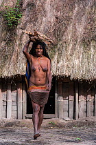 Dani tribe woman carrying wood, Jiwika village, Suroba, Trikora Mountains, West Papua, Indonesia. October 2020.