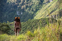 Dani tribe man walking, Jiwika village, Suroba, Trikora Mountains, West Papua, Indonesia. October 2020.