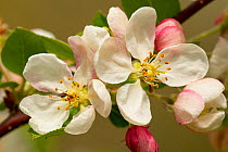 Apple tree (Malus domestica) blossom flowers, Somerset, UK, April.