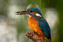 European kingfisher (Alcedo atthis), adult male, perching on stick with three-spined stickleback (Gasterosteus aculeatus) fish, Somerset, UK, May.