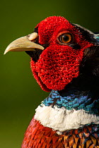 Pheasant (Phasianus colchicus) adult male close-up head portrait in garden, Somerset, UK, May.