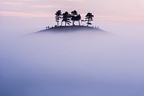 Pine (Pinus sp) trees on Colmer's Hill, in morning mist. Near Bridport, Dorset, England, UK. September 2012.