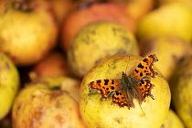 Comma butterfly (Polygonia c-album) feeding on windfall apples. Cornwall, England, UK. October.
