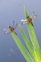 Four-spotted chaser dragonfly (Libellula quadrimaculata), two resting on reeds. Cornwall, England, UK. May.