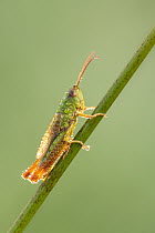 Common green grasshopper (Omocestus viridulus) resting on sedge. Vealand Farm Devon Wildlife Trust Reserve, England, UK. August.