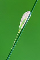 Green lacewing (Chrysopa perla) backlit on stem. Cornwall, England, UK. July.