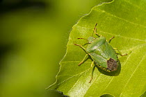Green shield bug (Palomena prasina) on Beech (Fagus sylvatica) leaf. Cornwall, England, UK. May.