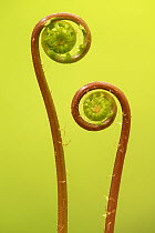 Hard fern (Blechnum spicant), two fiddleheads unfurling. Cornwall, England, UK. May.