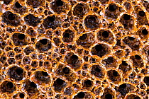 Honeycomb worm (Sabellaria alveolata) reef. Cornwall, England, UK.