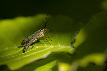 Scorpion fly (Panorpa sp) male basking on Beech (Fagus sylvatica) leaf in dappled light. Cornwall, England, UK. May.