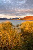 Marram grass (Ammophila arenaria) on dunes at Seilbost, view across bay to Luskentyre and mountains, in evening light. Isle of Harris, Outer Hebrides, Scotland, UK. November 2019.