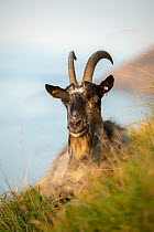 Feral goat resting on coast. Valley of Rocks, near Lynton, North Devon, England, UK. September.
