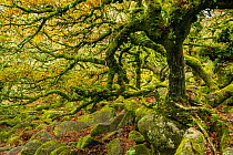 Common oak (Quercus robur), Sessile oak (Quercus petraea) and hybrid oak in ancient woodland, trees and stones covered in moss. Wistman&#39;s Wood, Dartmoor National Park, Devon, England, UK. November...