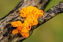 Yellow brain fungus (Tremella mesenterica) on Gorse (Ulex sp) branch, Dartmoor National Park, Devon, England, UK. November.