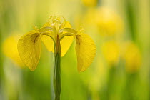 Yellow iris (Iris pseudacorus). Cornwall, England, UK. May.