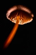 Fungi, backlit. Bolderwood, New Forest National Park, Hampshire, England, UK. November.