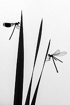 Banded demoiselle dragonfly (Calopteryx splendens) male and female silhouetted, resting on reeds. Lower Tamar Lakes, Cornwall, England, UK. June. International Garden Photographer of the Year 2021 co...