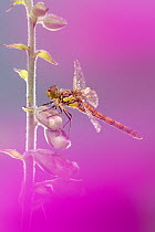 RF - Common darter dragonfly (Sympetrum striolatum) resting on Foxglove (Digitalis purpurea) with dew droplets on wings. Cornwall, England, UK. June. (This image may be licensed either as rights manag...