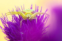 RF - Crab spider (Misumena vatia) waiting for prey on Meadow thistle (Cirsium dissectum) flower. Dunsdon Devon Wildlife Trust Reserve, England, UK. June. (This image may be licensed either as rights m...