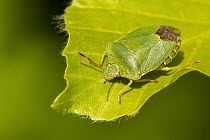 RF - Green shield bug (Palomena prasina) on Beech (Fagus sylvatica) leaf. Cornwall, England, UK. May. (This image may be licensed either as rights managed or royalty free.)