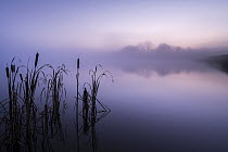 RF - Reedmace (Typha latifolia) silhouetted and reflected in lake at dawn. Lower Tamar Lakes, Cornwall, England, UK. November 2020. (This image may be licensed either as rights managed or royalty free...