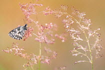 RF - Marbled white butterfly (Melanargia galathea), roosting on dew covered Bent grass (Agrostis sp) at dawn. Devon, England, UK. July. (This image may be licensed either as rights managed or royalty...