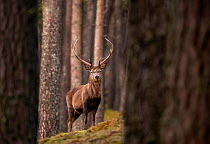 RF - Red deer (Cervus elaphus) stag standing amongst Scot&#39;s pine (Pinus sylvestris) tree trunks in forest. Cairngorms National Park, Scotland, UK. January. (This image may be licensed either as ri...